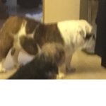 Teh puppies squad