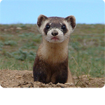 pet ferret lovers