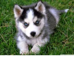 husky pepole