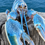 BLUE LOBSTER UGC'S