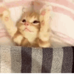 Cats for life meow meow