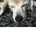 Doge was taken