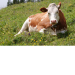 OFFICIAL COW GROUPP