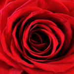Roses Resorts