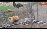 Foxes only!