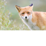 ~FlixyFoxs~