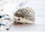 {blossom }