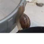 Snail slide army