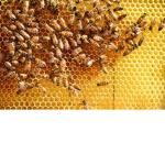 Bee bond.