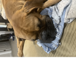 Supper puppies