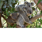creative koala's