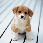Puppy pup