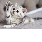THE MEOW MEOW MEOWS
