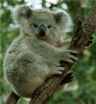Koala Bears