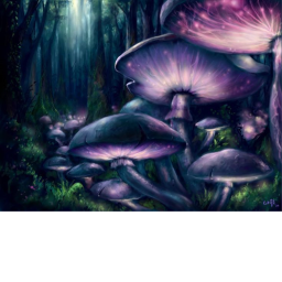 Vibe Mushroom 🍄