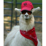 Llamas For Llife!