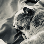 Cat Fans :>