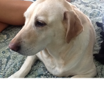 Dog days