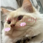 The Munchkin SMP