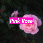 Pink Rose