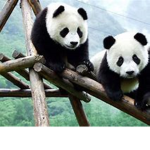 kawaii bamboo panda squad
