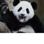 Pandas Safety