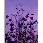 Purpel blossoms