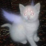 Rainbowkitty group