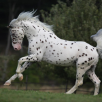Real life horse experiences