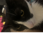 My cat named scooby