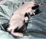 Flouting kitty’s