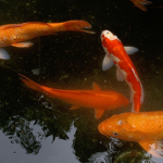 /fishk