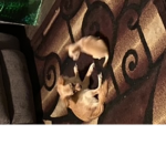 Bestia/ eli
