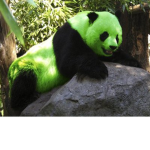 Green Panda Enterprises