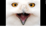 Owl madness