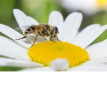 the bee and flower squad