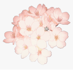 flowersx clothings
