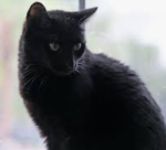 Evil cat club