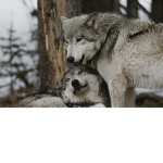 Wolfie Squad<3