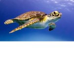 turtle people forever