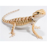 bearded dragon united
