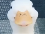 The funny duck group