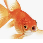 Fishy fishy gang