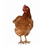 The Nation of the Chickens