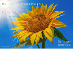 Da Hood Sunflowers