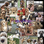 ~Happy Dogs~