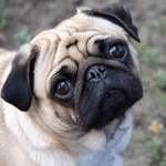 Pug_Pug