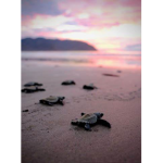 Turtley Awesome Crew