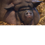 the glorious fat pigs of doom