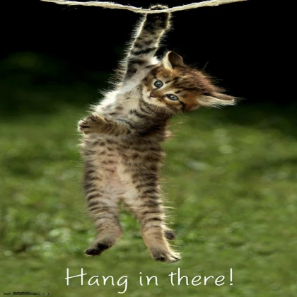 hang in there cat poster